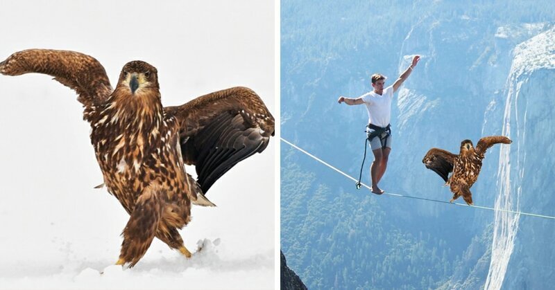 Орёл гордой походкой прошёлся по снегу и из-за этого стал главным героем битвы фотошоперов (15 фото)