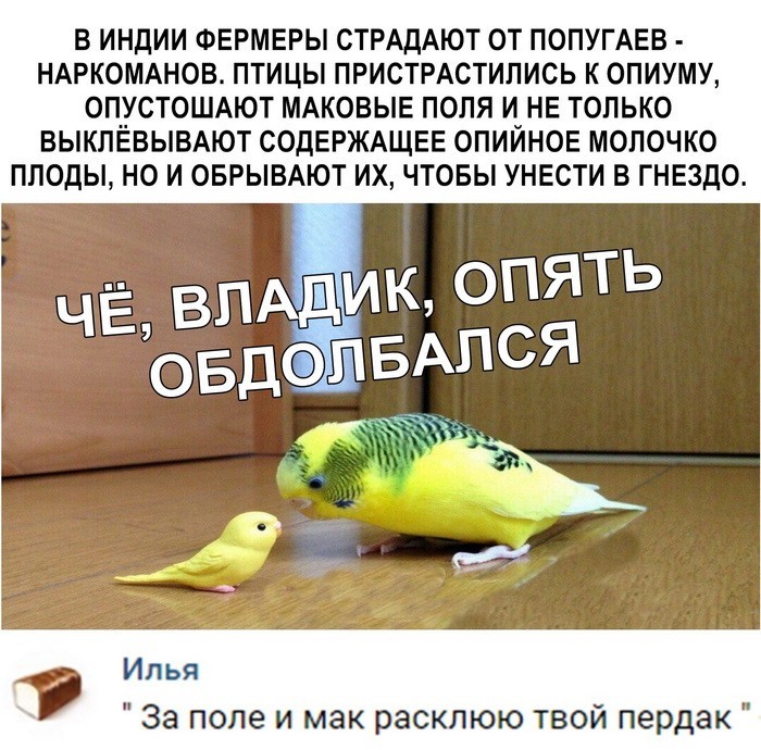 Скриншоты из социальных сетей (40 фото) Скриншоты из социальных сетей (40 фото)