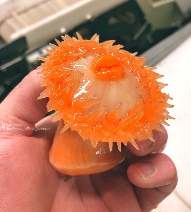 Чудища морских глубин (30 фото) Чудища морских глубин (30 фото)