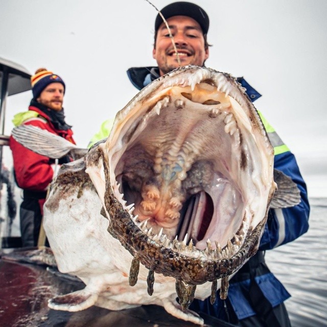 Чудища морских глубин (30 фото) Чудища морских глубин (30 фото)
