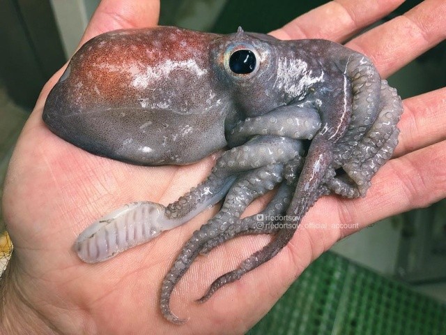 Чудища морских глубин (30 фото) Чудища морских глубин (30 фото)