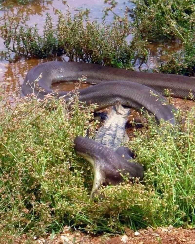 Как огромный питон съел крокодила (8 фото)