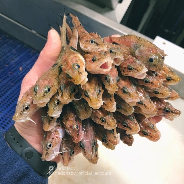 Чудища морских глубин (30 фото) Чудища морских глубин (30 фото)