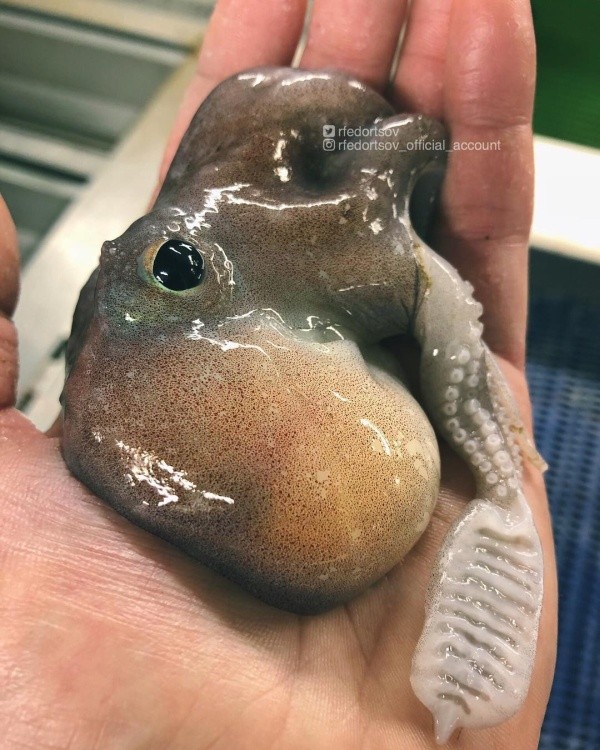 Чудища морских глубин (30 фото) Чудища морских глубин (30 фото)