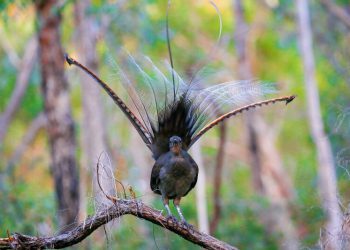 Австралийский лирохвост - птица, которая может имитировать практически любой звук (7 фото + 2 видео)