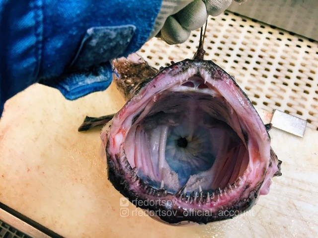 Чудища морских глубин (30 фото) Чудища морских глубин (30 фото)
