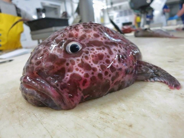 Чудища морских глубин (30 фото) Чудища морских глубин (30 фото)