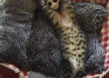 Кот и игрушечная обезьянка запустили новый масштабный фотошоп-батл в соцсетях (12 фото) Кот и игрушечная обезьянка запустили новый масштабный фотошоп-батл в соцсетях (12 фото)