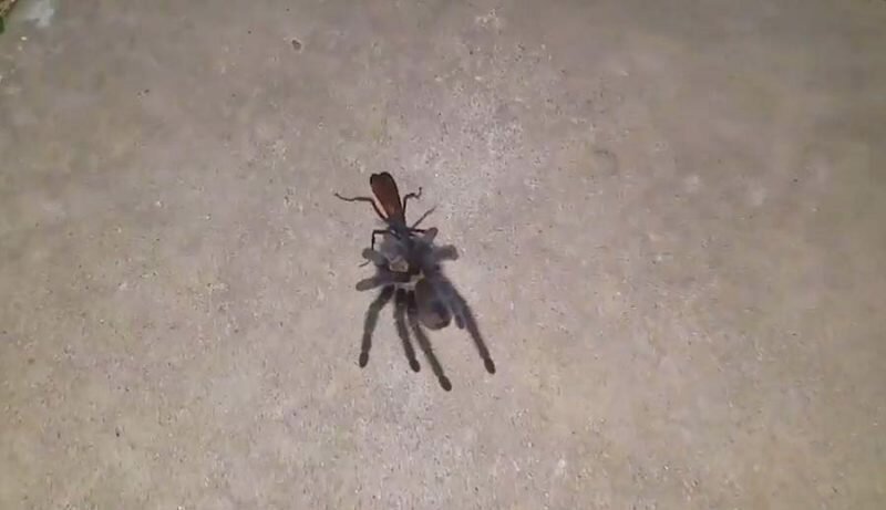 Шокированная женщина засняла момент, когда оса тащила паука-тарантула к своему гнезду (2 фото + 1 видео)