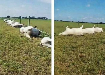 В Техасе молния одним ударом убила сразу 23 коровы (3 фото)