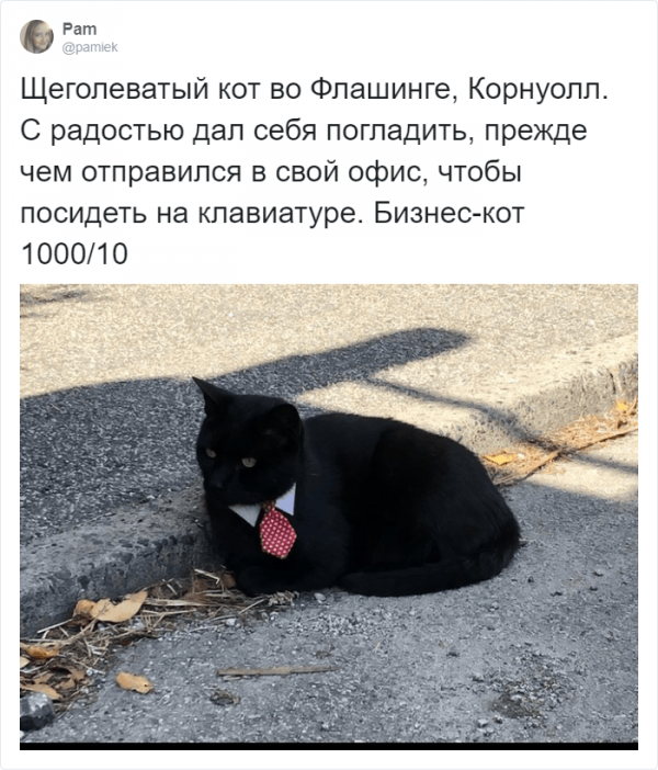 Рецензии на котов: забавный и странный тред в Твиттере (16 фото)