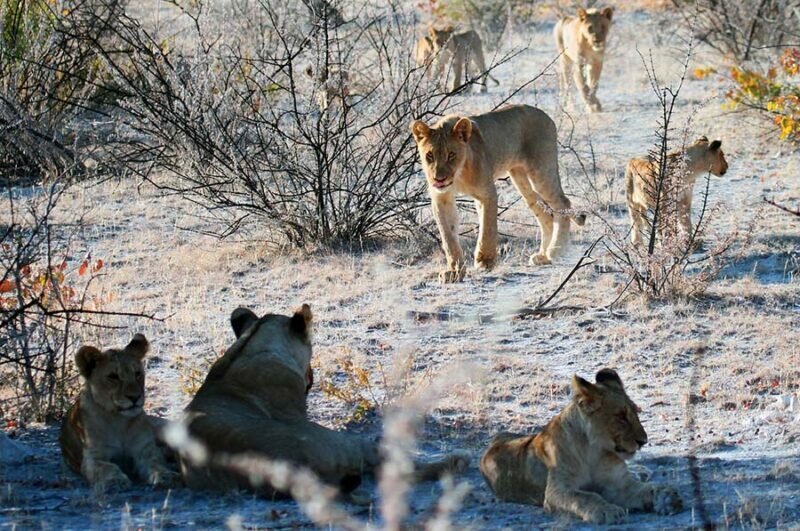 В ЮАР львы растерзали 21-летнюю девушку (5 фото)