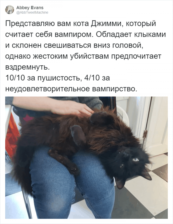 Рецензии на котов: забавный и странный тред в Твиттере (16 фото)