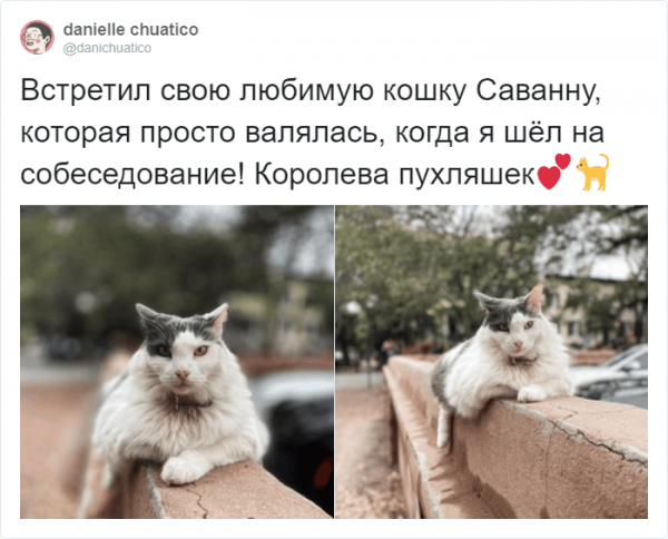 Рецензии на котов: забавный и странный тред в Твиттере (16 фото)