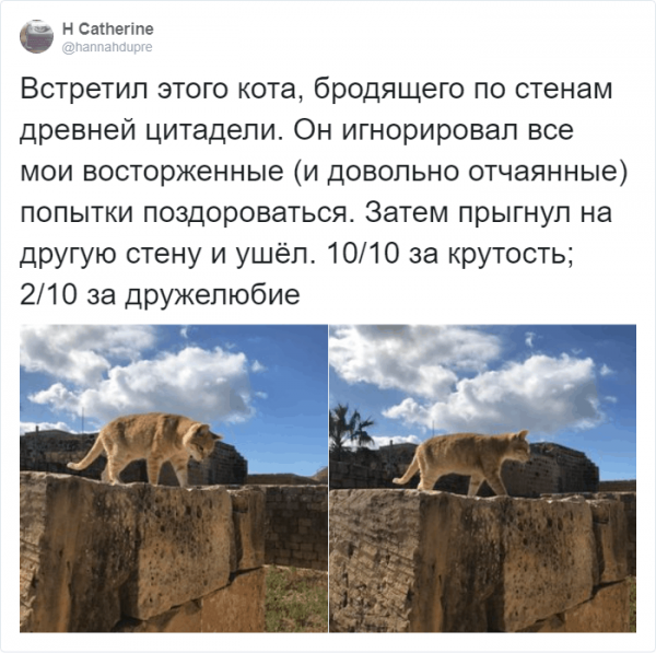 Рецензии на котов: забавный и странный тред в Твиттере (16 фото)