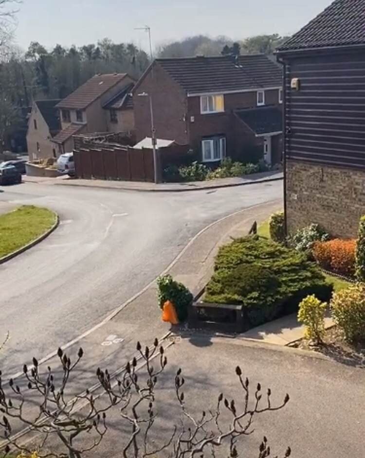 Парень замаскировался под куст, чтобы погулять на улице (5 фото + 1 видео)