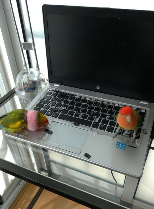 Подборка ситуаций, в которых людям не очень повезло (15 фото)