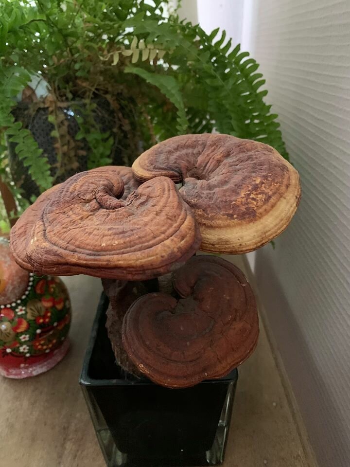 Женщина два года ухаживала за цветком, пока не поняла, что растение искусственное (3 фото)