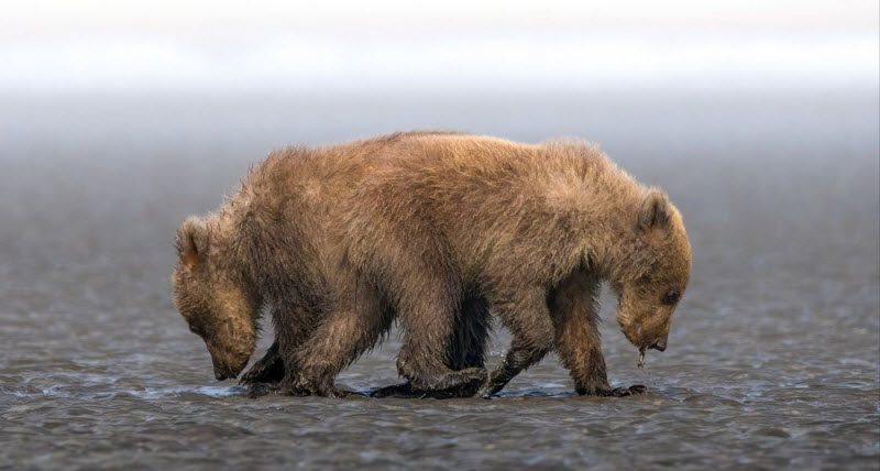 Фотографии, на которые придется взглянуть дважды (39 фото) Фотографии, на которые придется взглянуть дважды (39 фото)