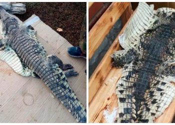 Российский браконьер выловил в реке крокодила, но не растерялся и попытался его разделать (3 фото)