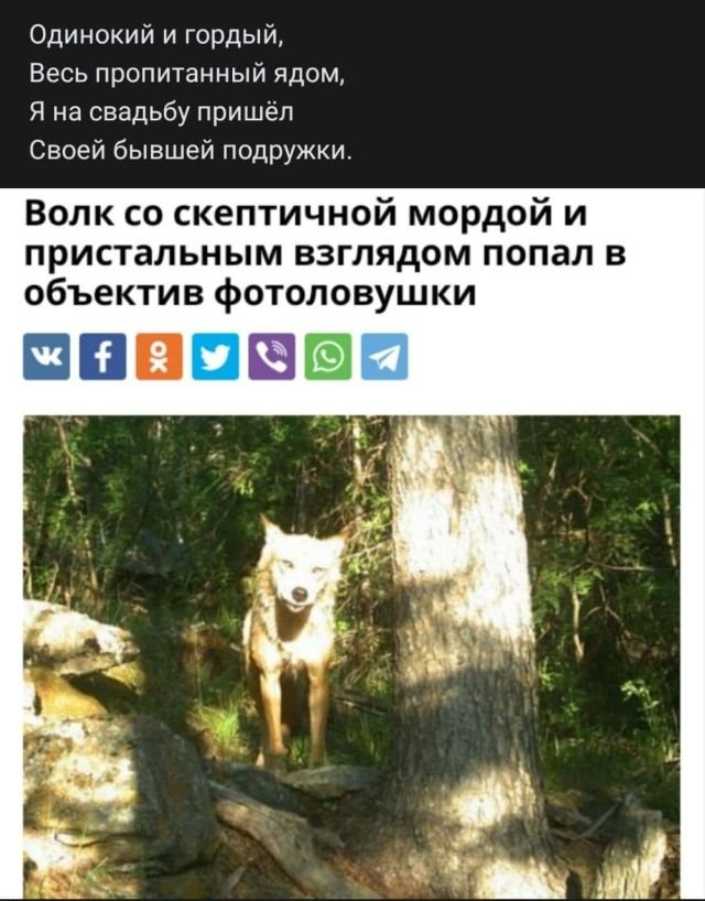 Рифмы из социальных сетей (15 фото)