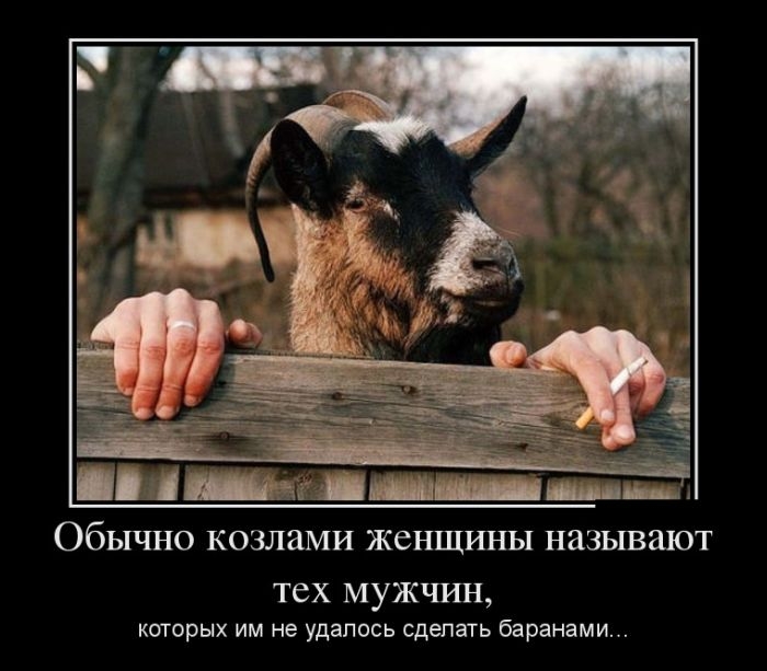 Обычно козлами женщины называют тех мужчин, которых им не удалось сделать баранами...