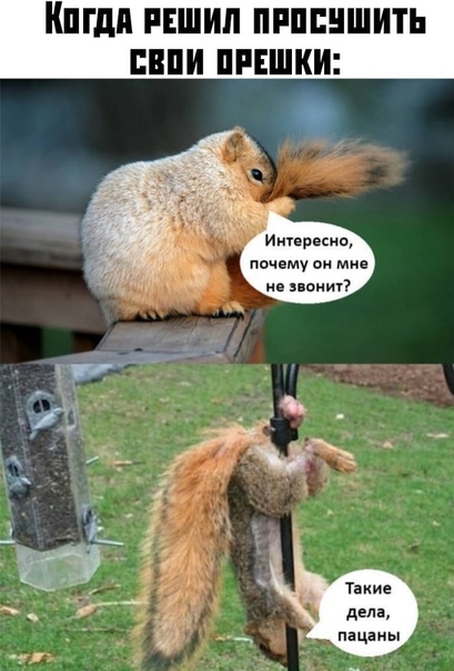 Когда решил просушить свои орешки: -Интересно, почему он мне не звонит?