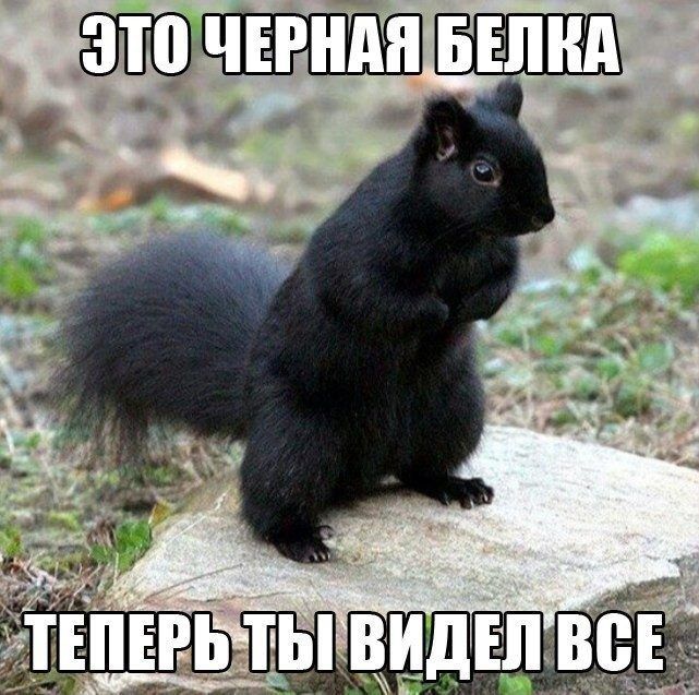 Это черная белка-теперь ты видел все.