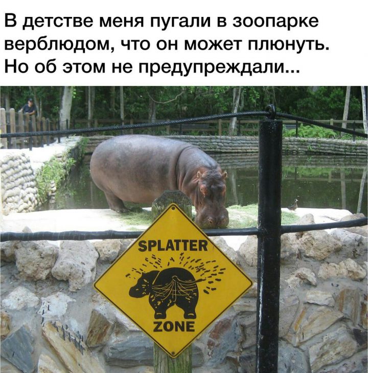 В детстве меня пугали в зоопарке верблюдом, что он может плюнуть. Но об этом не предупреждали...