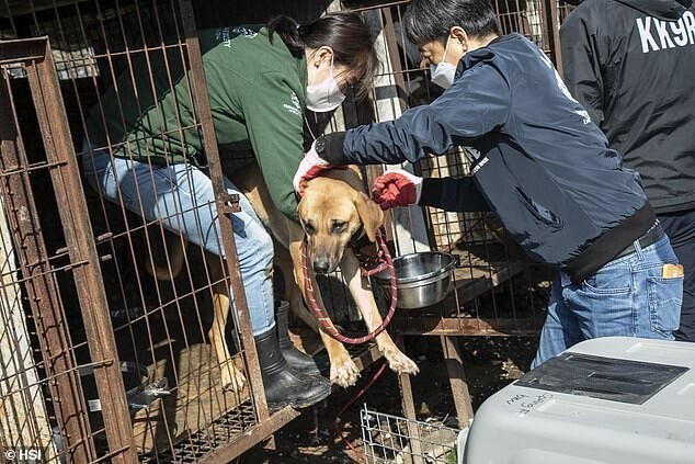 В Корее продолжают закрывать собачьи мясные фермы (13 фото)