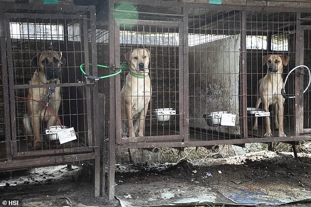 В Корее продолжают закрывать собачьи мясные фермы (13 фото)