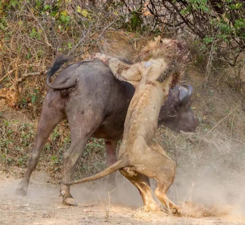 Сражение льва и буйвола (9 фото)