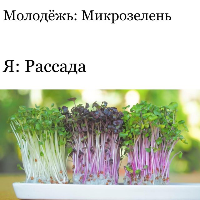 Шутки и мемы для пенсионеров (15 фото)