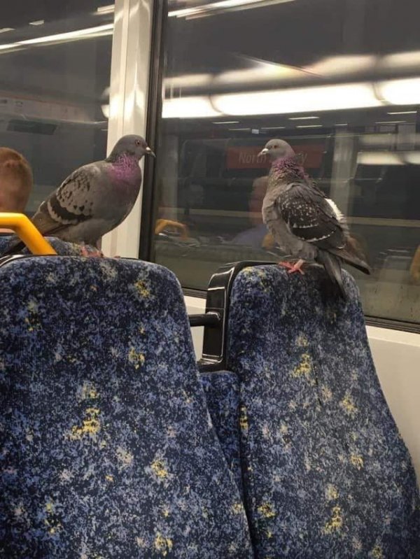 Необычные персонажи и ситуации в метро (18 фото)