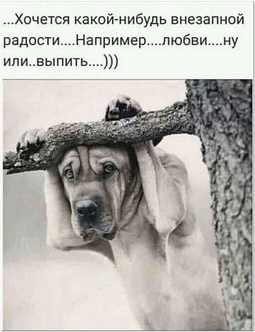 Шутки и мемы про алкоголь после прошедших выходных (15 фото) Шутки и мемы про алкоголь после прошедших выходных (15 фото)