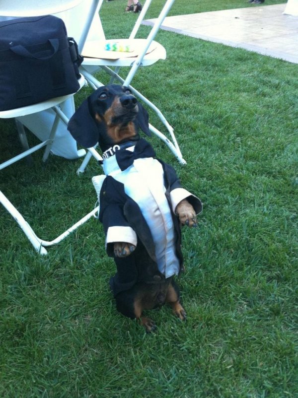 Подборка забавных и нелепых свадебных фото (15 фото) Подборка забавных и нелепых свадебных фото (15 фото)