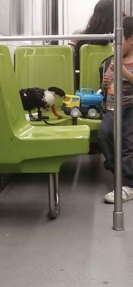 Необычные персонажи и ситуации в метро (18 фото)