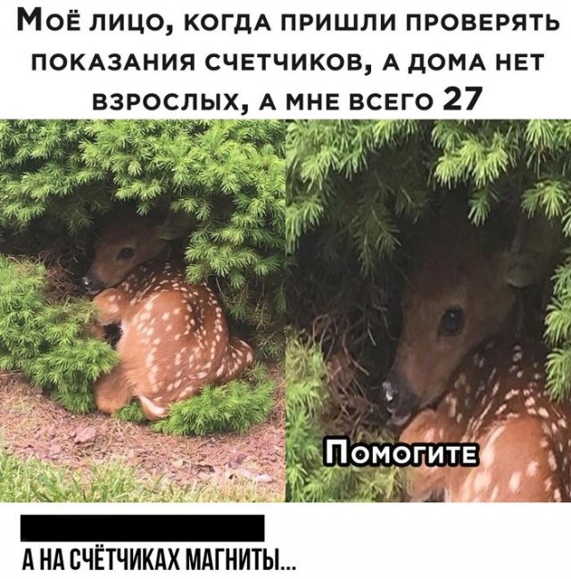 Смешные комментарии к постам в социальных сетях (15 фото)