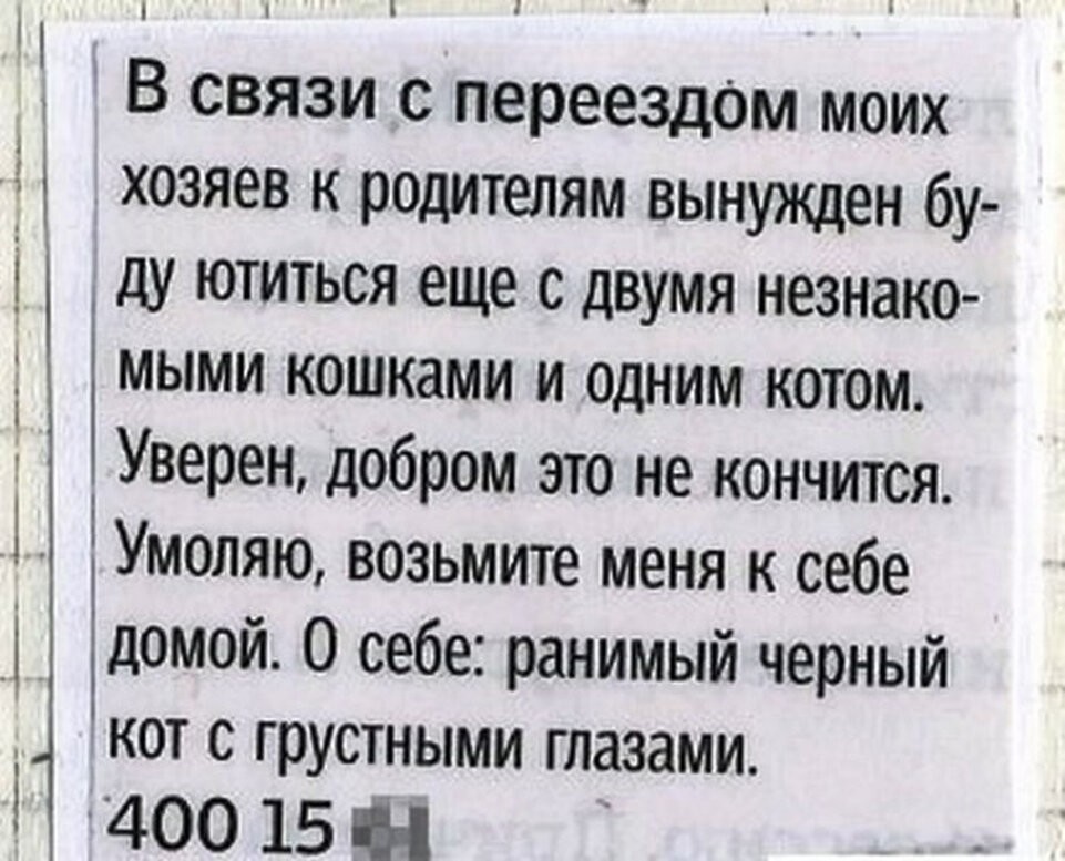 Кошачьи объявления для улучшения настроения (14 фото)