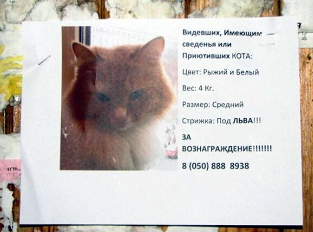 Кошачьи объявления для улучшения настроения (14 фото)