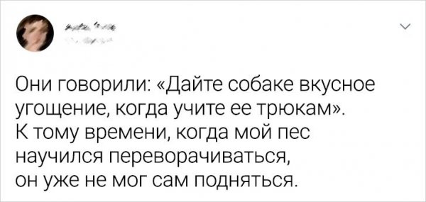 Подборка забавных твитов о домашних питомцах (20 фото)