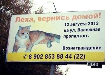 Кошачьи объявления для улучшения настроения (14 фото) Кошачьи объявления для улучшения настроения (14 фото)
