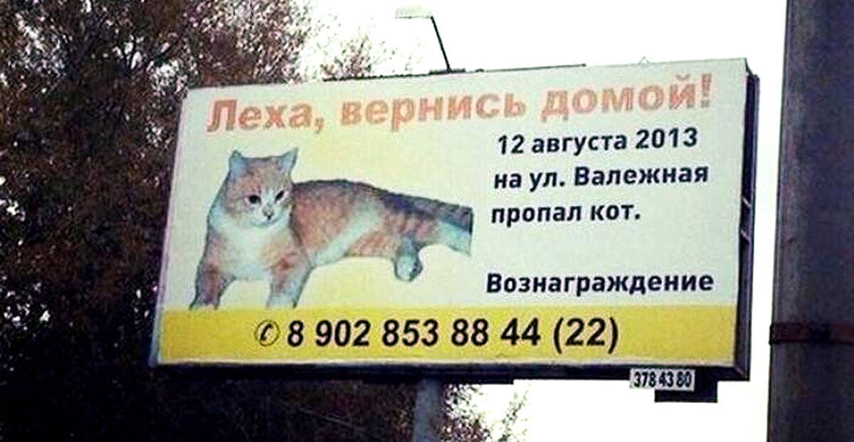 Кошачьи объявления для улучшения настроения (14 фото)