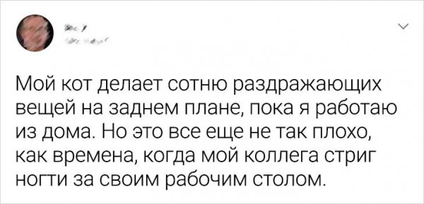 Подборка забавных твитов о домашних питомцах (20 фото)