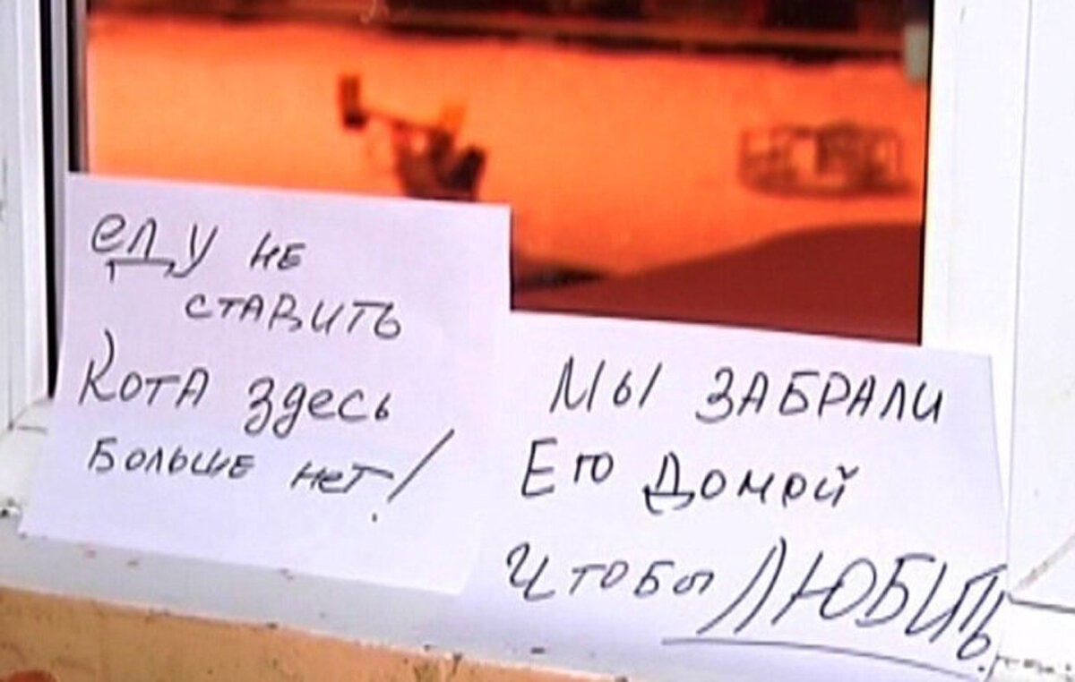 Кошачьи объявления для улучшения настроения (14 фото)