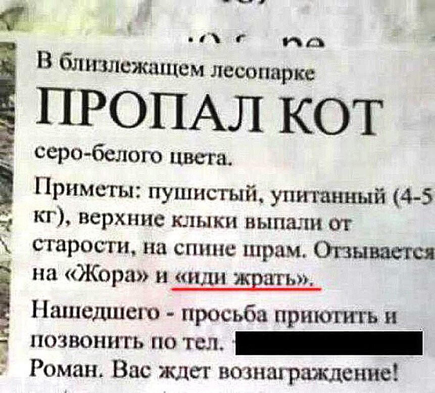 Кошачьи объявления для улучшения настроения (14 фото)