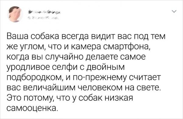 Подборка забавных твитов о домашних питомцах (20 фото)