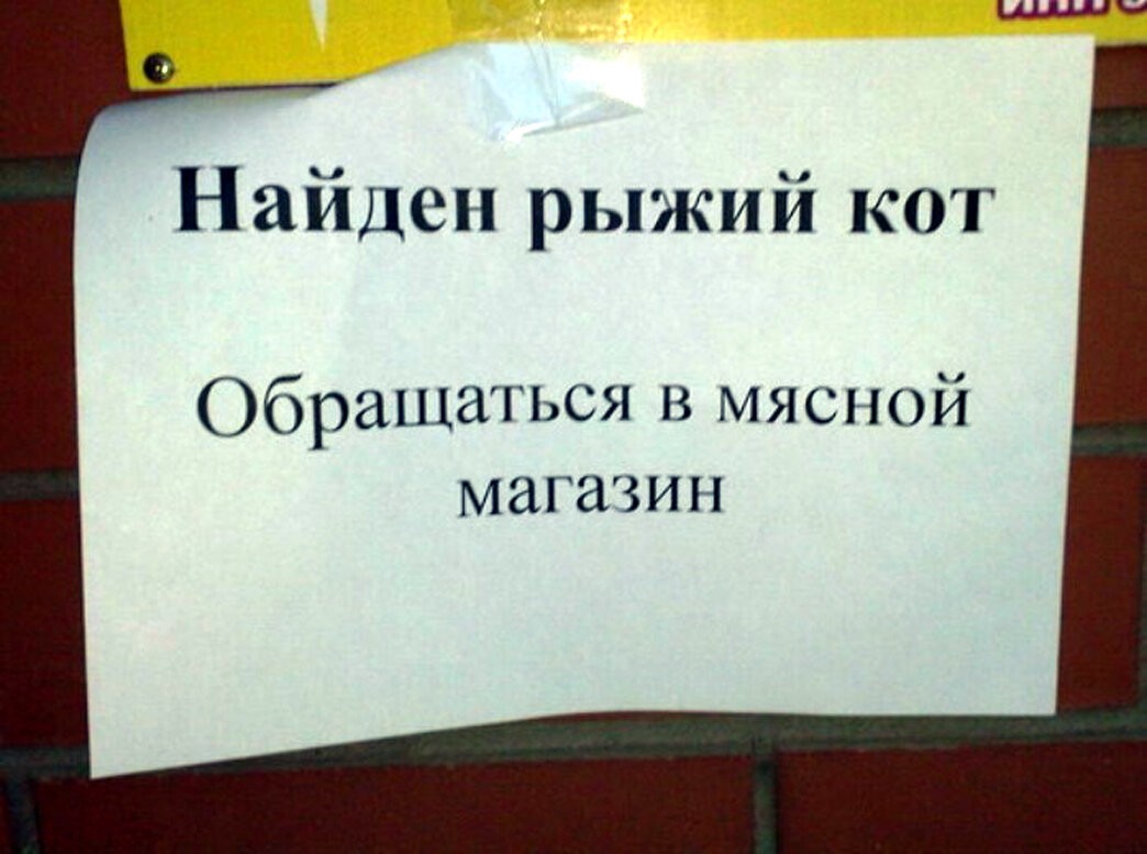 Кошачьи объявления для улучшения настроения (14 фото)