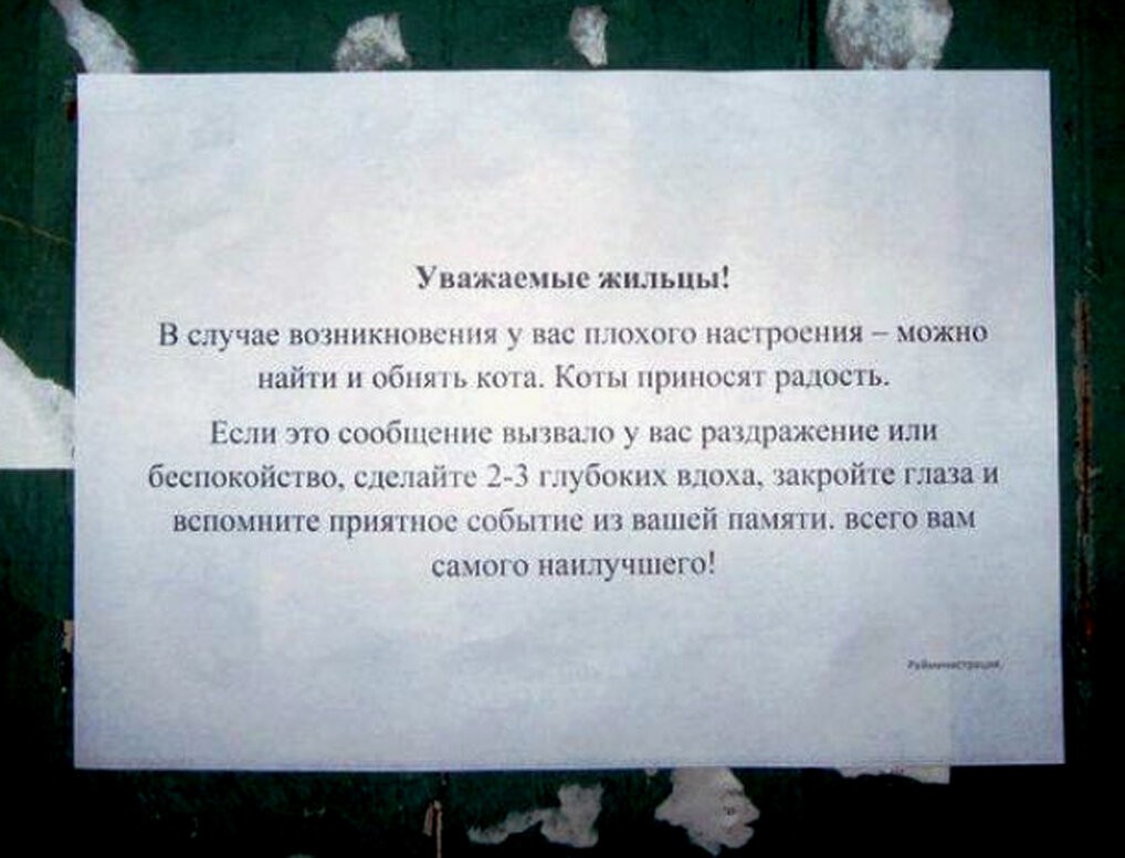 Кошачьи объявления для улучшения настроения (14 фото)