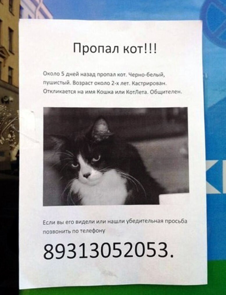 Кошачьи объявления для улучшения настроения (14 фото)